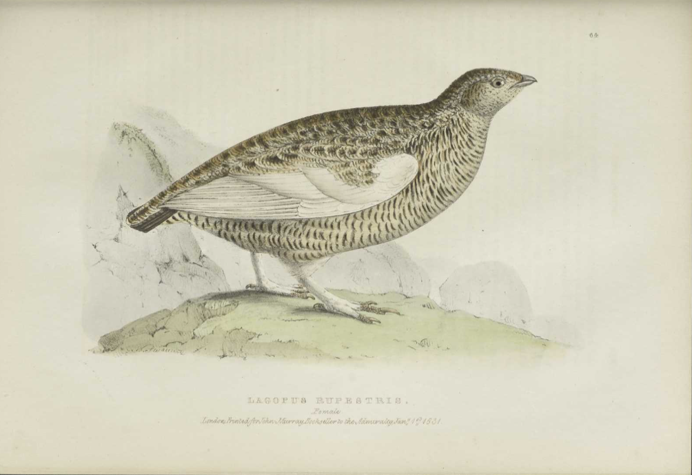 Fauna boreali-americana, or, The zoology of the northern parts of British America : containing descriptions of the objects of natural history collected on the late northern land expeditions under command of Captain Sir John Franklin, R.N (BAnQ)